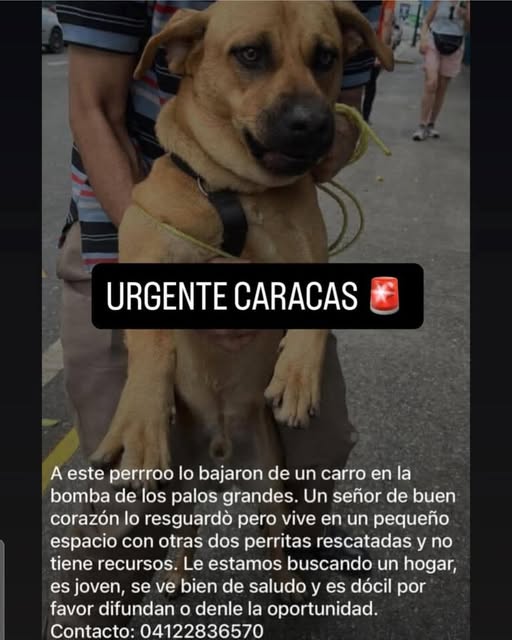 RESCATISTAS Y ANIMALISTAS DE LAS ZONAS DE ALTAMIRA, LOS PALOS GRANDE, EN CARACAS
Personas sin escrúpulos ABANDONARON de manera cruel a este perrito, lo bajaron de un carro por la zona de Los Palos Grandes y lo dejaron BOTADO a su suerte.
Necesita RESGUARDO URGENTE.

0412-283657