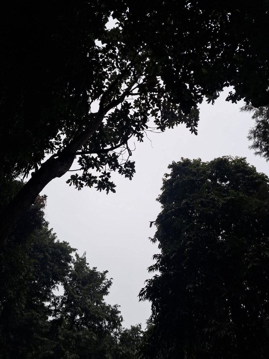 lightseekerusha's tweet photo. “Everybody is equal in the eyes of existence. But remember, equality does not mean similarity. Everybody is equally Unique.”
- Osho
#NatureLover #BeautifulMorning #TreeLover #Birder #DelhiMornings #NatureDiary https://t.co/wS7quJdBkj