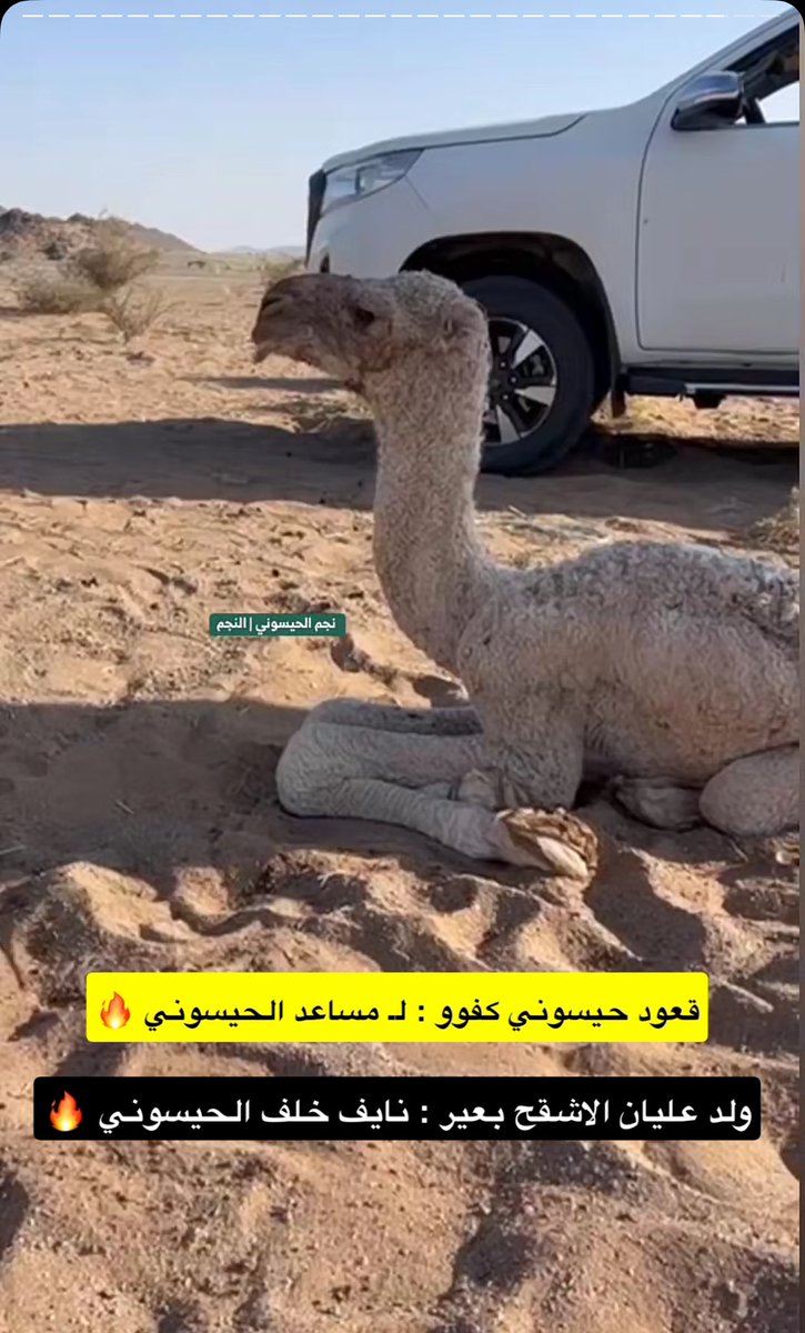 قعود #حيسوني لـ مساعد الحيسوني 🔥🥇
ولد عليان الاشقح  بعير نايف الحيسوني 

#السلاله_الحيسونيه