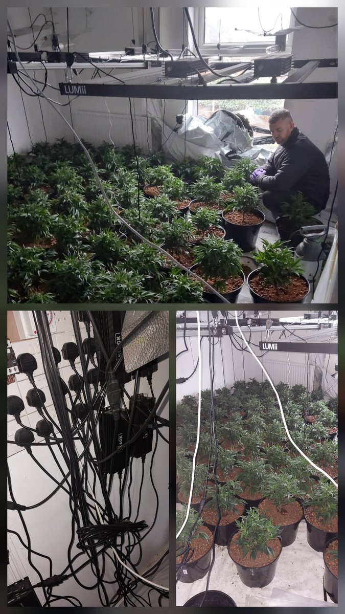 Humberbeat_NL's tweet image. Officers👮‍♀️👮🏼‍♂️from the #Town ward NPT attended at an address on Berkeley Street this morning, assisted by the owner and letting agency, and located a large cultivation of cannabis plants.
#Inyourcommunity