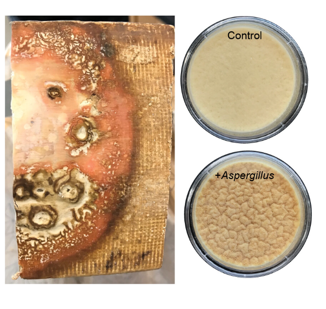 ASMicrobiology's tweet photo. #MicrobiologyMonday: The spoilage fungus Aspergillus westerdijkiae inhibits beneficial cheese-rind bacteria via production of penicillic acid. Insights like this can help researchers assess the risks of fungal-driven spoilage in cheese. #mSystems: https://t.co/p6T0tyHaoG https://t.co/S172zQQdTz