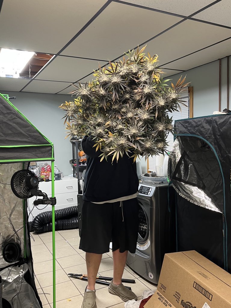 Seedsman tweet media