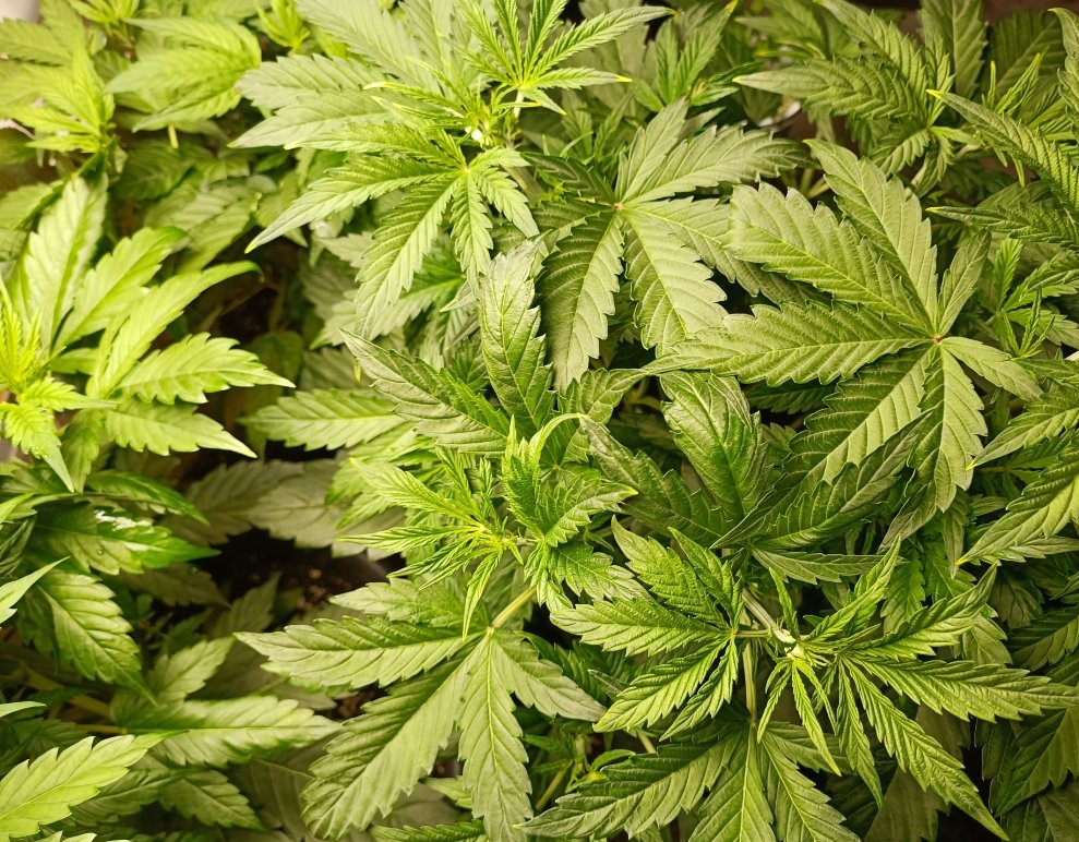 Blushing_Cactus tweet media