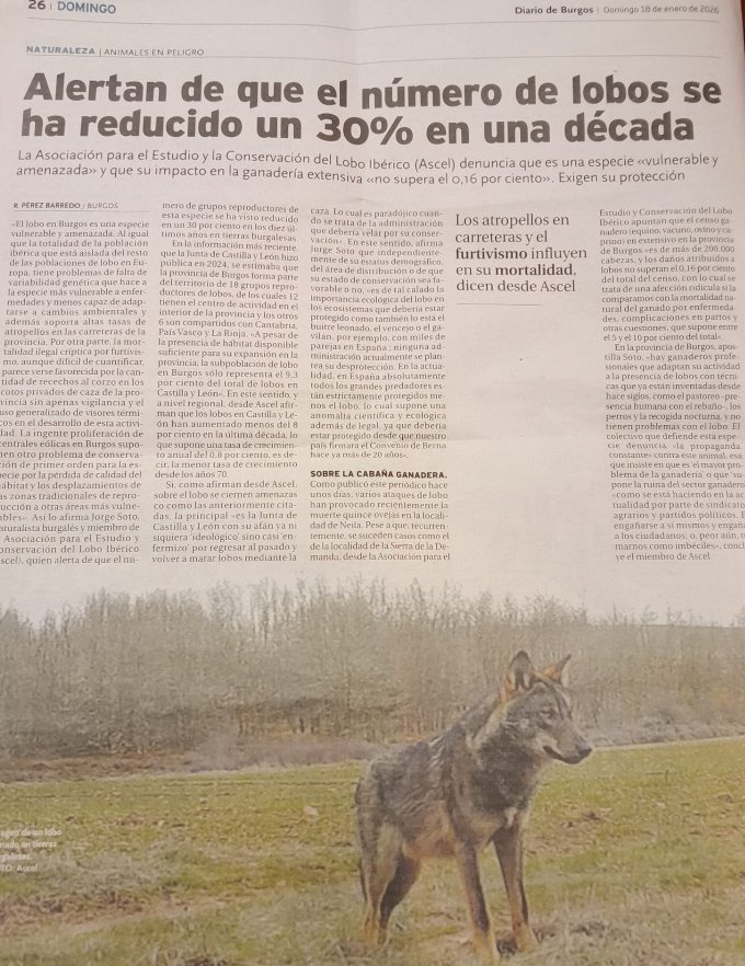 La fragilidad de una población de grandes carnívoros es algo bien estudiado científicamente. La deriva populista y biocida de este país con la ☠️ gestión de .<a href="/Junta_CyL/">JuntaCyL</a> .<a href="/GobAsturias/">Principado de Asturias</a> .<a href="/cantabriaes/">Gobierno Cantabria</a> .<a href="/Xunta/">Xunta de Galicia</a> y la total inhibición del .<a href="/mitecogob/">Transición Ecológica y Reto Demográfico</a> están llevando al 🐺 al colapso!!!