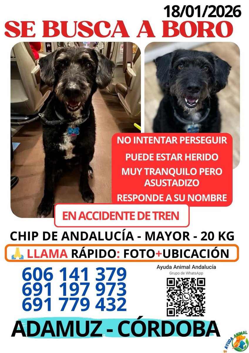 crisfuertes__'s tweet image. Me han enviado por mis redes este cartel con la información más completa para encontrar a Boro