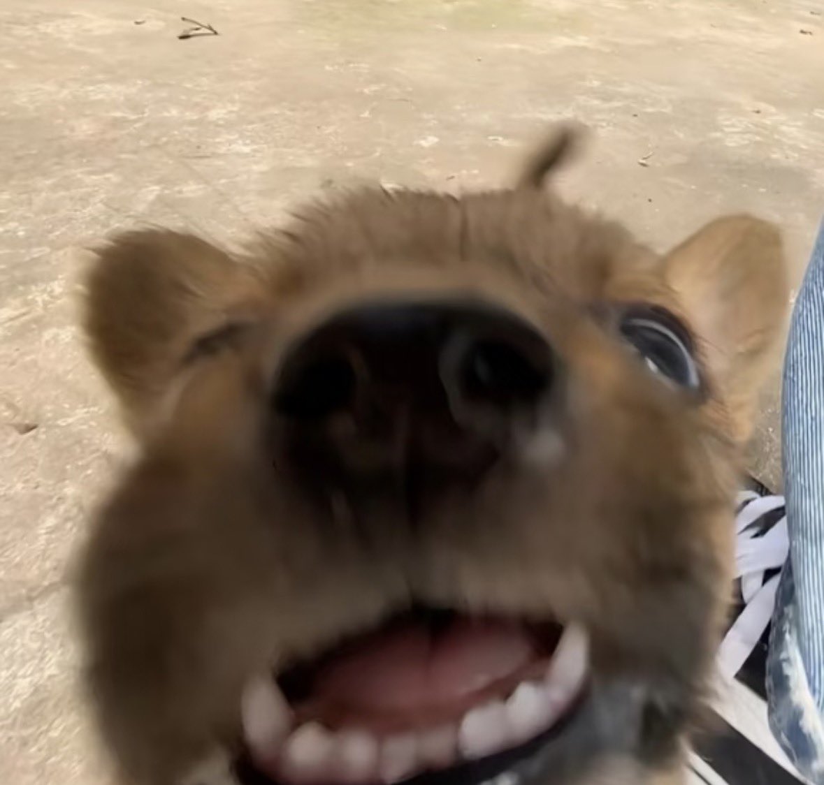 twaniimals's tweet image. 