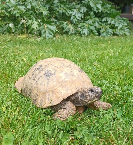 AlbertTortoise's tweet image. Grey day. This is #ALBERTthetortoise reporting #cloudy skies but not too cold. Encouraging. I sleep on, though. HE is busy sorting #school and #event visits. Many enquiries. He has my guidelines. Hope the week started well. #TakeCare AlbertTortoise.com
#tortoise #garden