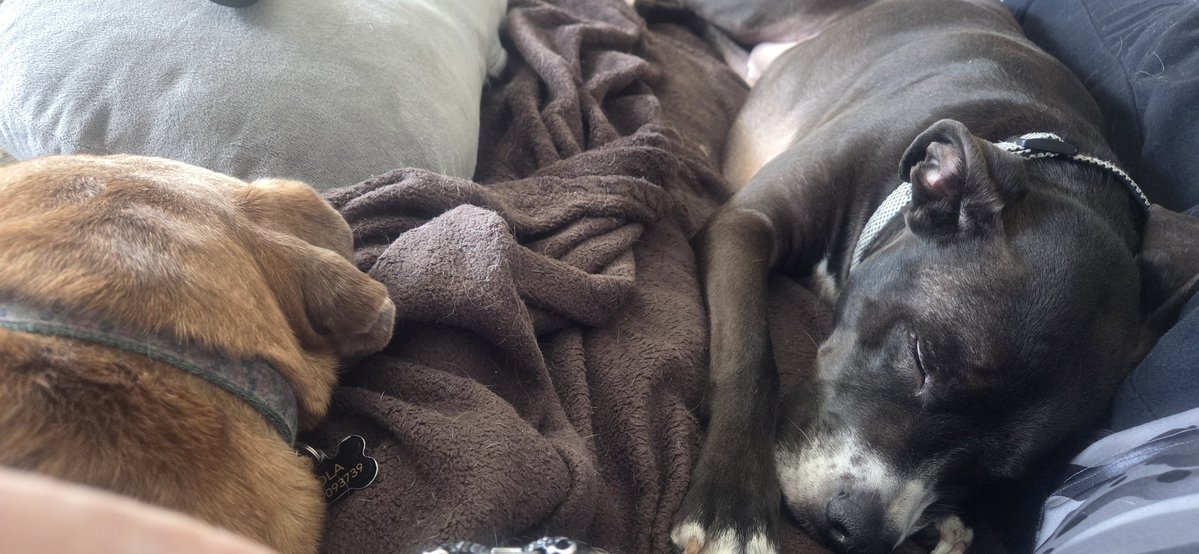 rj_whaley's tweet image. 