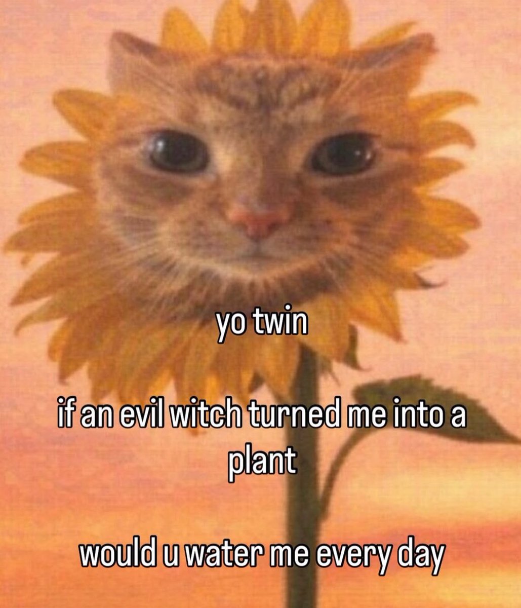 Altorito tweet media