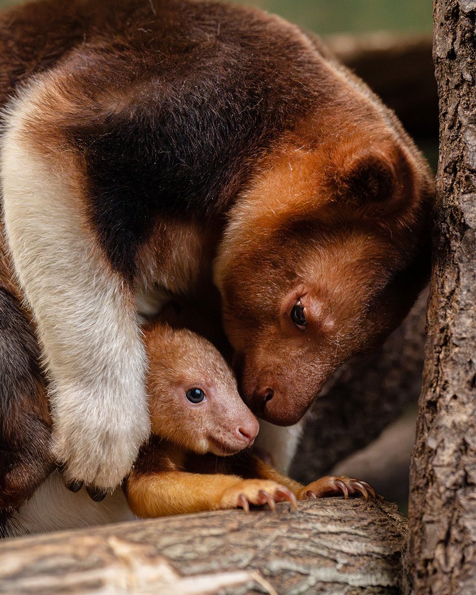 Chester Zoo tweet media