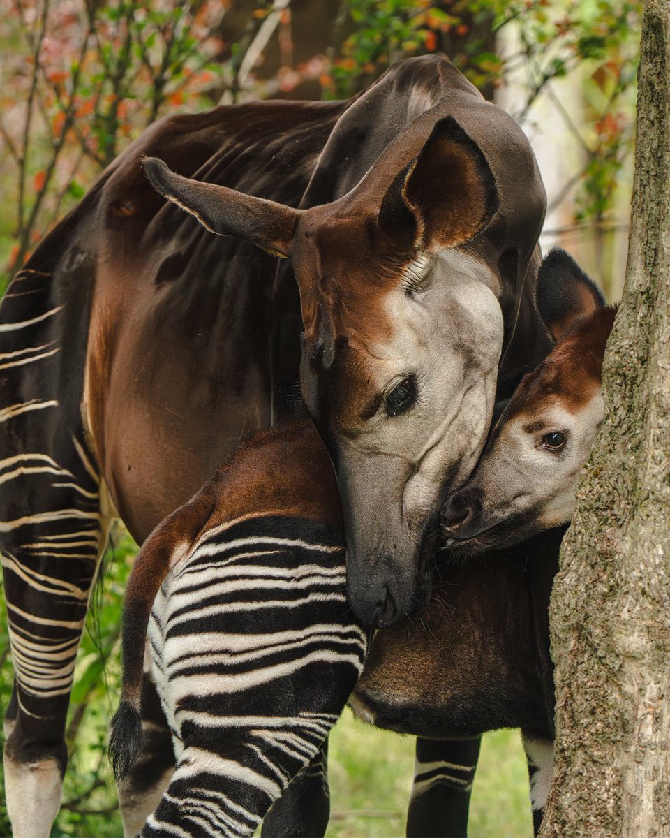 Chester Zoo tweet media