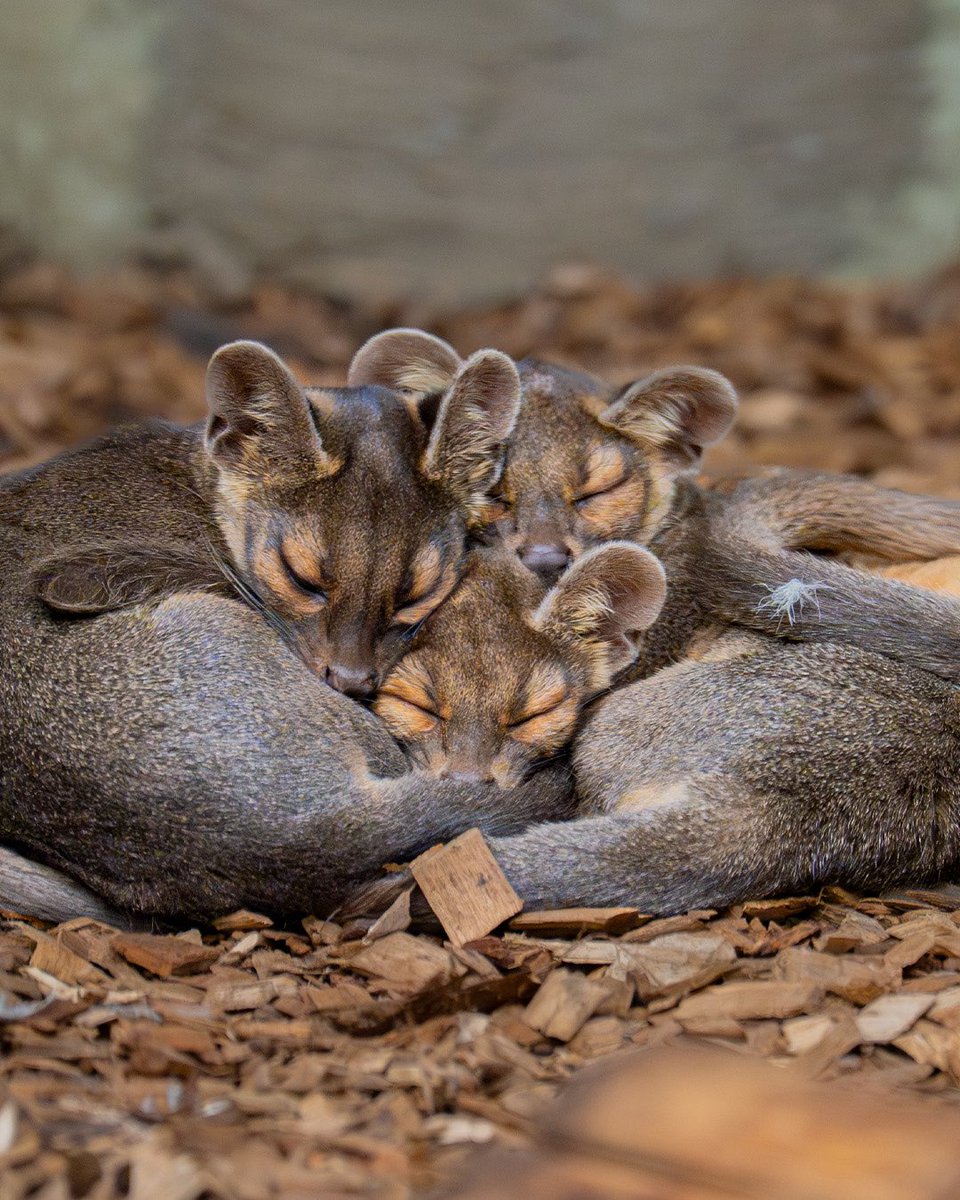 Chester Zoo tweet media