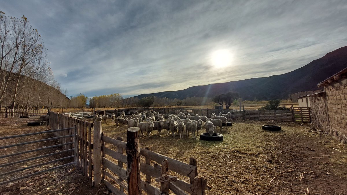 IntaSur's tweet image. Nuevo informe de precios 
Una herramienta clave para conocer cómo evolucionan los mercados ganaderos de la región 👉bit.ly/45OcSB0🐄🐑🐷🐐💲

#Patagonia 
@intaargentina @IntaPatnor