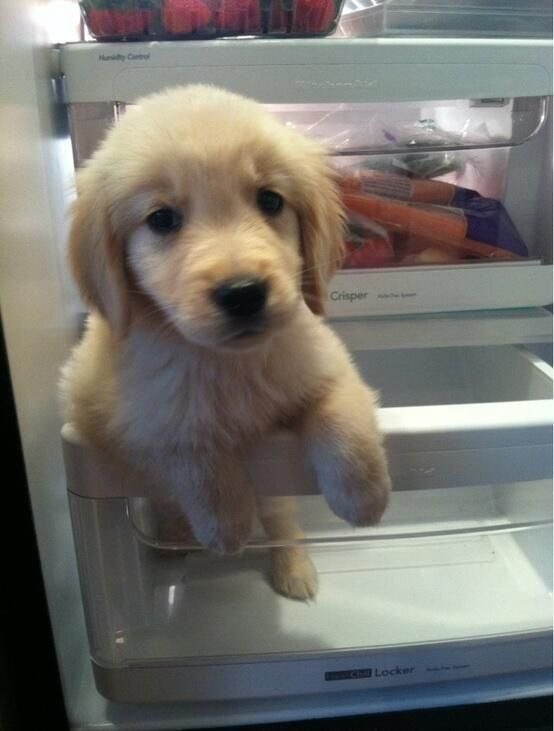 I’m one cool puppy,,,,,