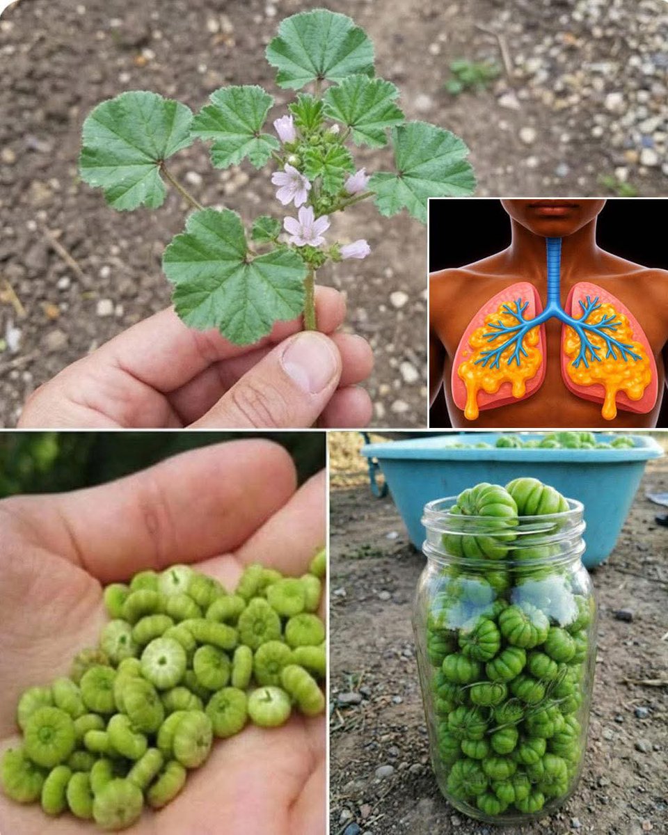 Herbalisque tweet media