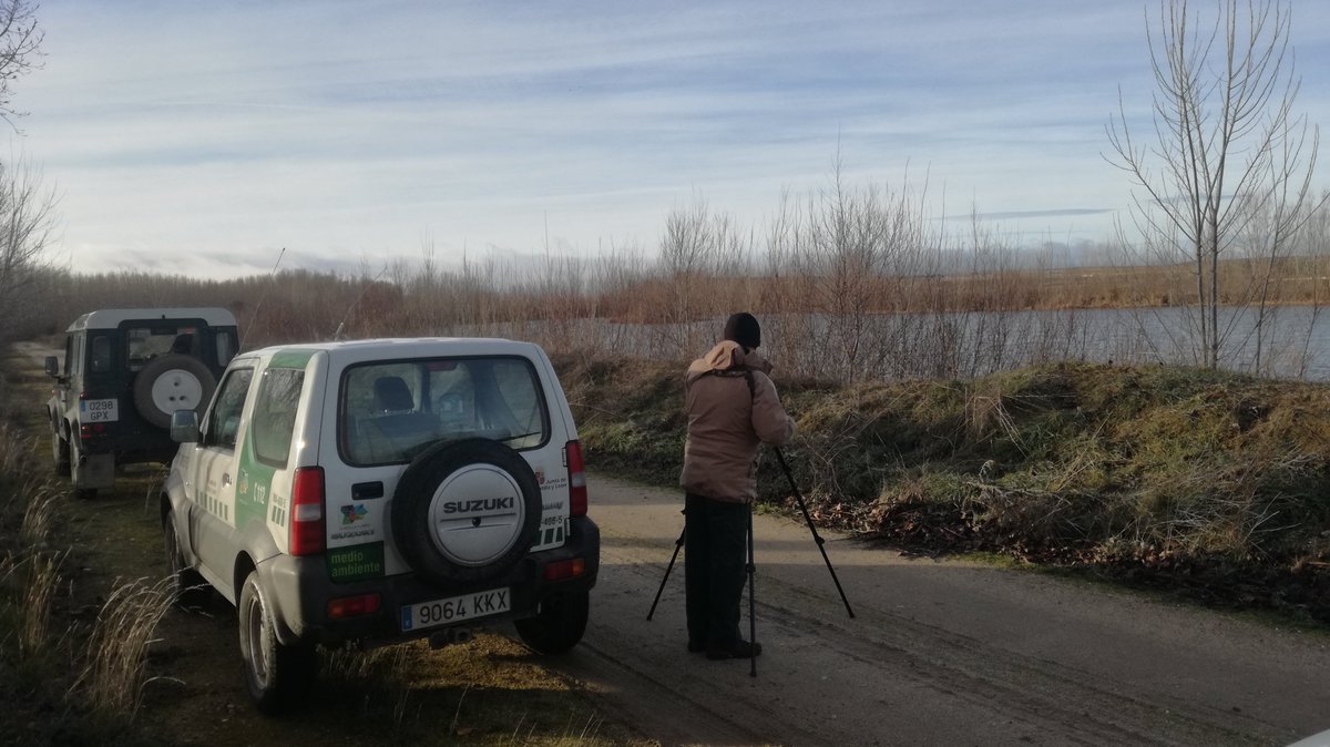 naturalezacyl's tweet image. En 2025, se contabilizaron 72.801 aves invernantes de 52 especies diferentes en 452 localidades en #CyL.
Entre el 9 y el 21 de enero 275 profesionales entre técnicos, #AAMM y #CCMA de @jcyl y personal de @patrimonionat realizan un nuevo censo comunicacion.jcyl.es/web/jcyl/Comun…