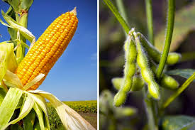 La campaña agrícola 2025/26 en Uruguay es un espejo de resiliencia y desafío.
Los cultivos de invierno marcaron récords y aportaron confianza, mientras que los cultivos de verano enfrentan la incertidumbre de un clima cambiante.
Más información en nuestro AGROPORTAL: