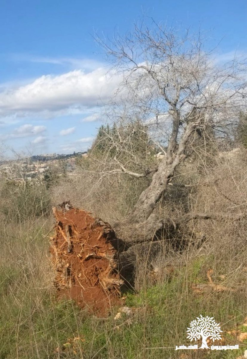 VintageVault8's tweet photo. What the israeli enemy failed to destroy with bombs, they uprooted from the earth. More ancient olive trees were deliberately torn from the land as part of the ongoing zionist land and ethnic cleansing in Lebanon.

This photo was taken today in Ayta al Shaab, South Lebanon. https://t.co/tEoOPneGzg