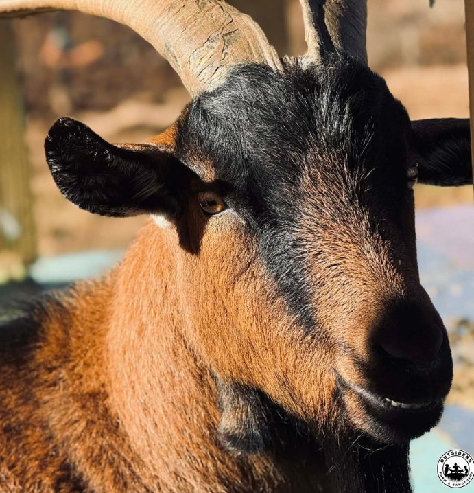 goatofthe's tweet photo. 📅 23rd January 2026
🏷️ Instagram/outsidersfarm
💕 #animaloftheday https://t.co/vu2SAPKpqT