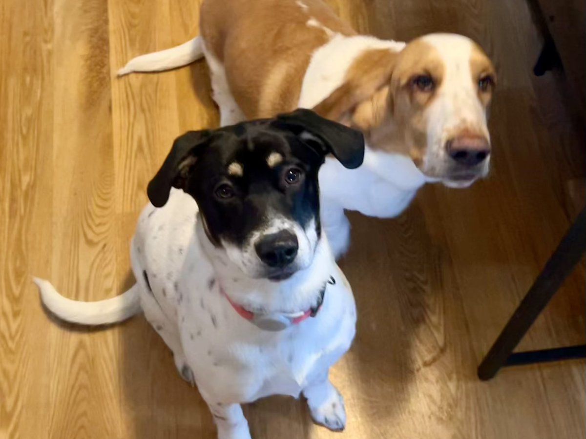 sixtaters's tweet photo. Who wants a treat? #bassethound #mixedbreeddog #supermutt #adoptdontshop https://t.co/YehRHB7m55