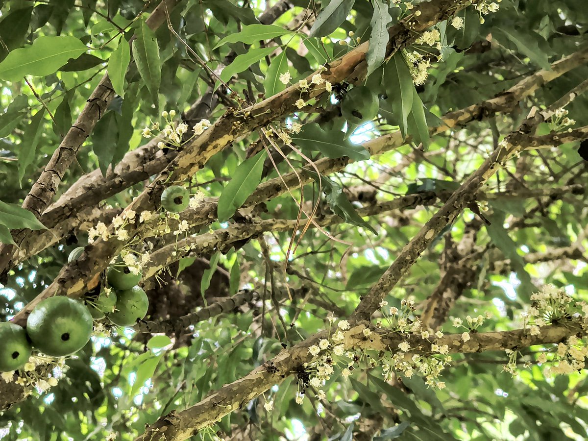 AnaCostaPinto12's tweet photo. My jabuticaba tree is late. I mean, very late. But look at the small flowers, so pretty #climatechanges https://t.co/ofltU8ZJ4O