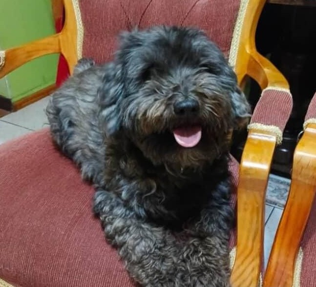 Buscan a Toby, perdido en Lirquen en medio del incendio. Si alguien lo ve, por favor retener y comunicarse al +56932102476. Favor RT!
#Lirquen