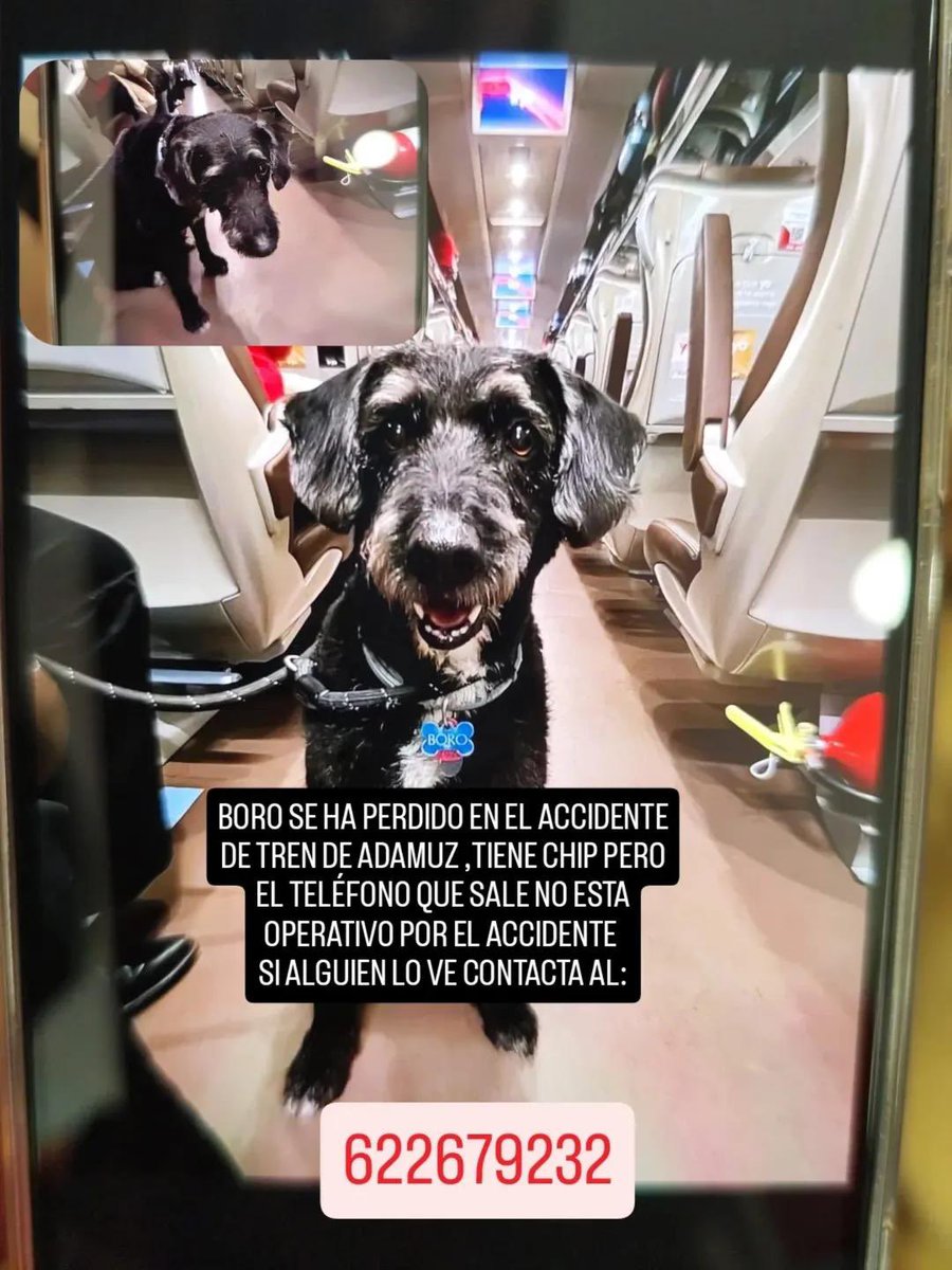 mlnoticiasmx's tweet photo. 🚨 URGENTE 

🔵 En el accidente de trenes en Adamuz, en Córdoba, donde murieron decenas de personas, una familia lucha por hallar a su perro Boro 🐶

Ana, sobreviviente, viajaba con su hermana embarazada y con Boro, su fiel compañero de 20 kg 
#Adamuz 
#España https://t.co/buIiBBMcFY