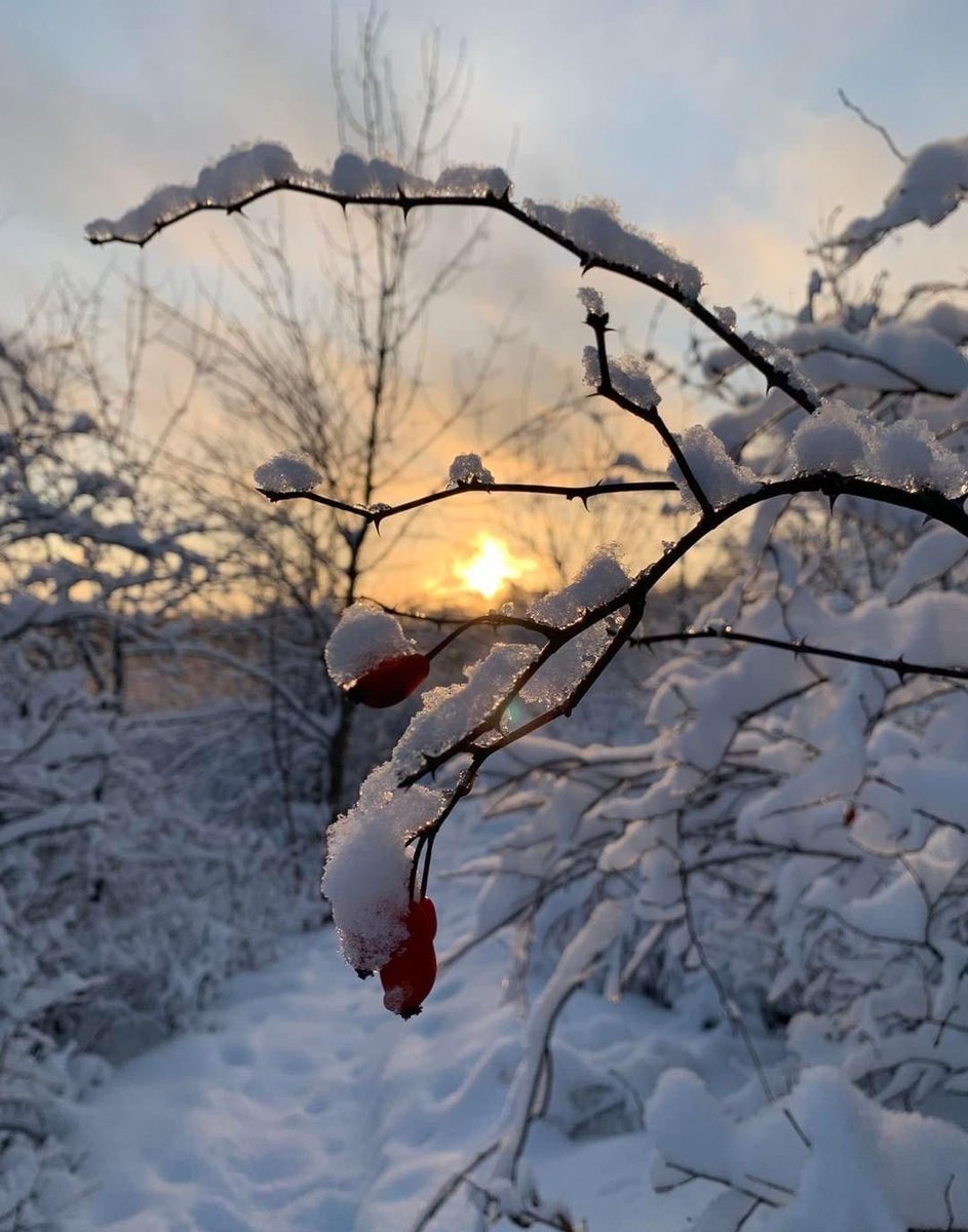 princess_caru's tweet image. Lueurs du soir  💫