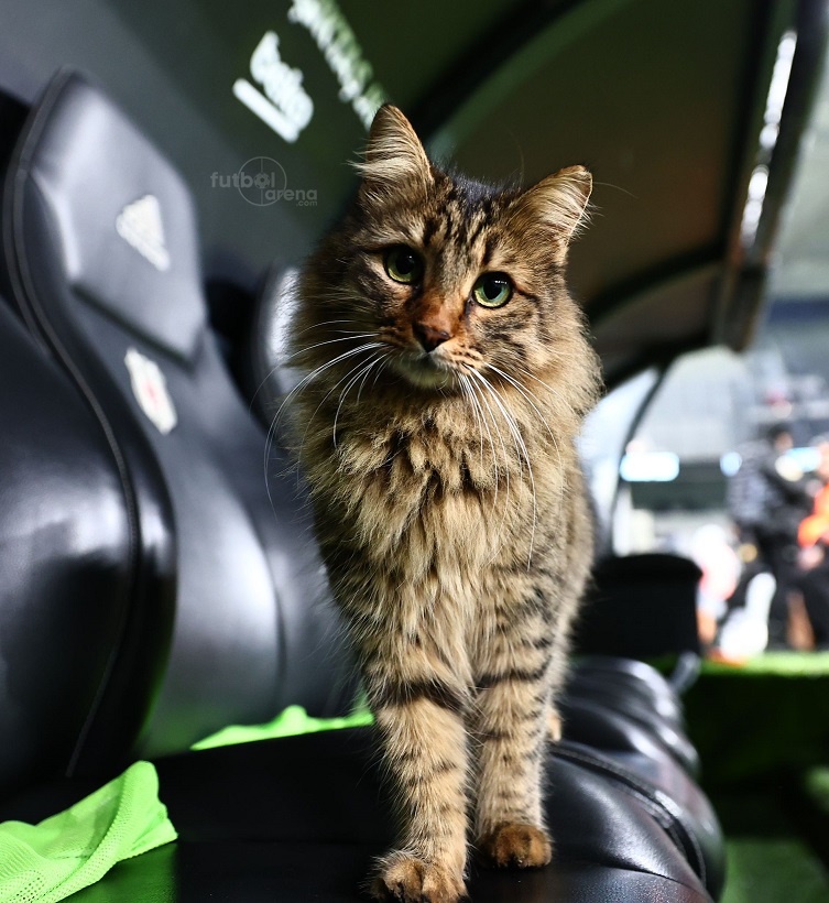 Beşiktaş-Kayserispor maçındaki misafir. 😊