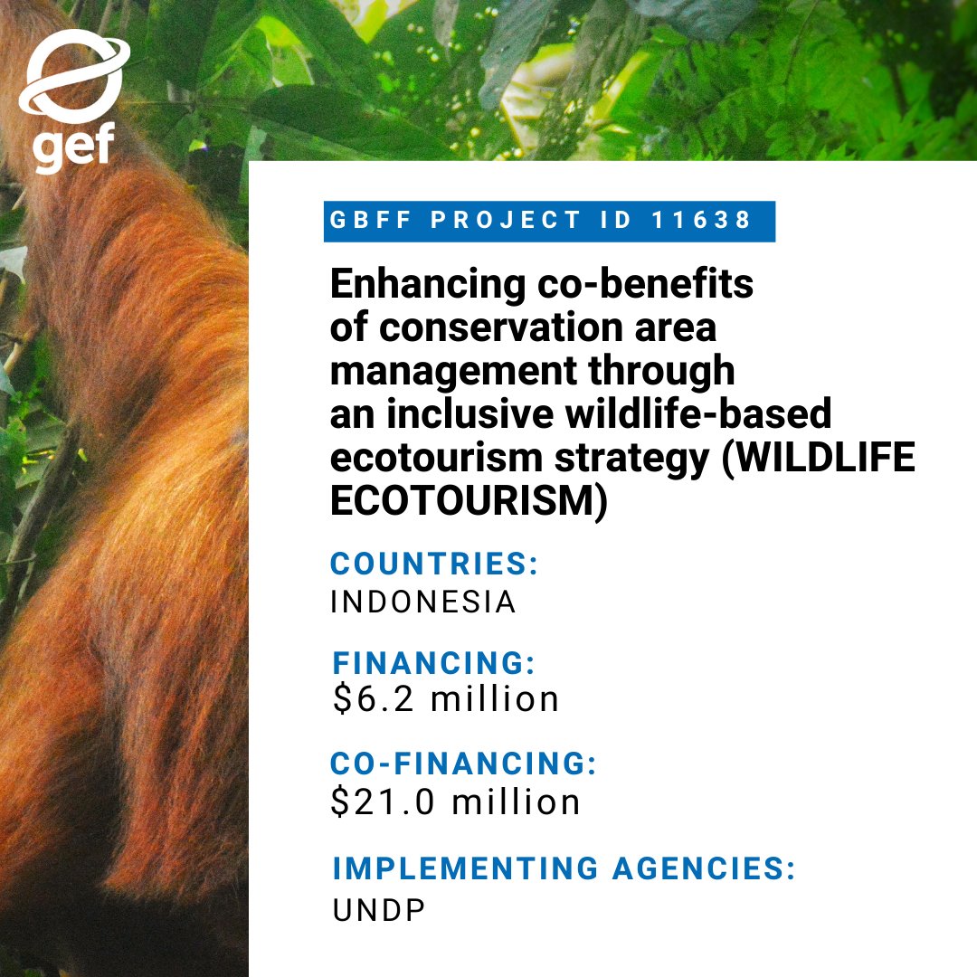 Wildlife-based ecotourism can boost biodiversity conservation while supporting communities and economic growth. In Indonesia, a project with $6.2M from the #GBFF, $21M in co-financing, and <a href="/UNDP/">UN Development</a> implementation is making it happen: wrld.bg/Cs6s50XN7n4
#GEFCouncil70