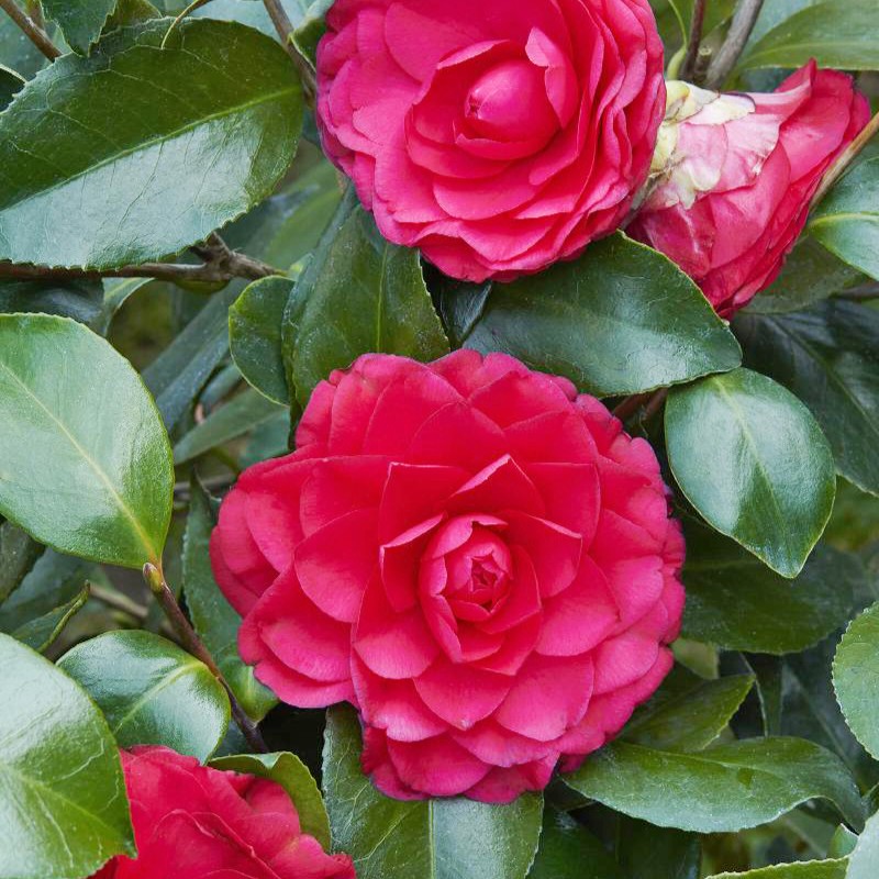 Currently blooming in the greenhouse:
💚 English Primrose
💚 Pansies &amp; Violas
💚 Winter Daphne
💚 Camellias