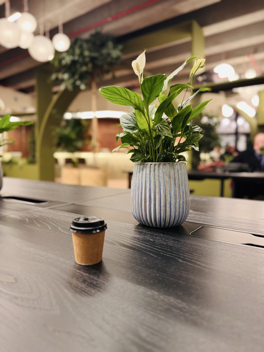 RashedAlpha_'s tweet photo. كافيه رائع للدراسة والقراءة و العمل 📚☕️

المكان: حديقة الشهيد 🌲
(فوق قهوة ستاربكس) https://t.co/ycl9uOqQNr