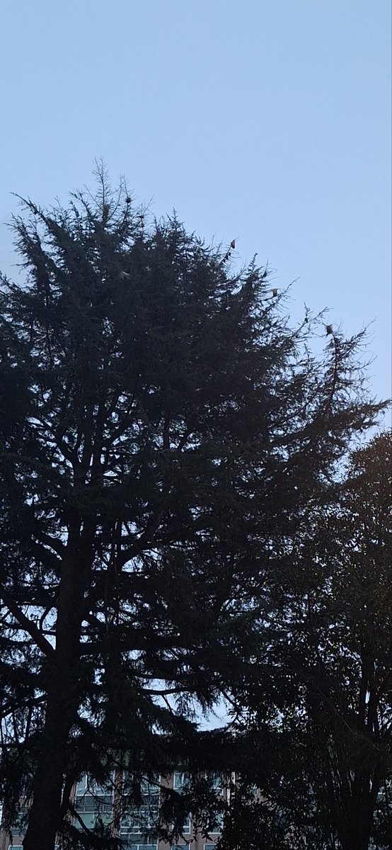 mariacollazo_98's tweet photo. Nidos de orugas procesionarias en la zona de Álvaro Cunqueiro,pajaritas, en la parada del bus UDC.
En matogrande en la zona del paso elevado esta igual.

@ConcelloCoruna @silcerino @EloyTP @inesreygarcia https://t.co/FxWtEYmSKm