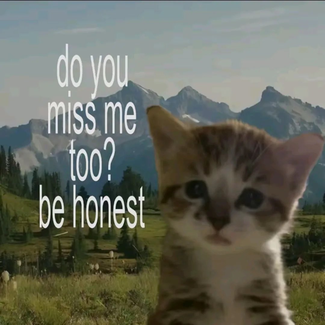 cats.jpg (@catsdotjpg) on Twitter photo 