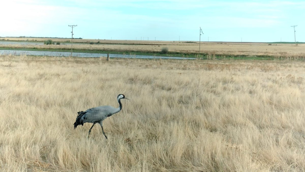 naturalezacyl's tweet image. En 2025, se contabilizaron 72.801 aves invernantes de 52 especies diferentes en 452 localidades en #CyL.
Entre el 9 y el 21 de enero 275 profesionales entre técnicos, #AAMM y #CCMA de @jcyl y personal de @patrimonionat realizan un nuevo censo comunicacion.jcyl.es/web/jcyl/Comun…