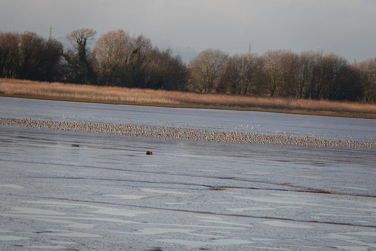 Dave Boult tweet media