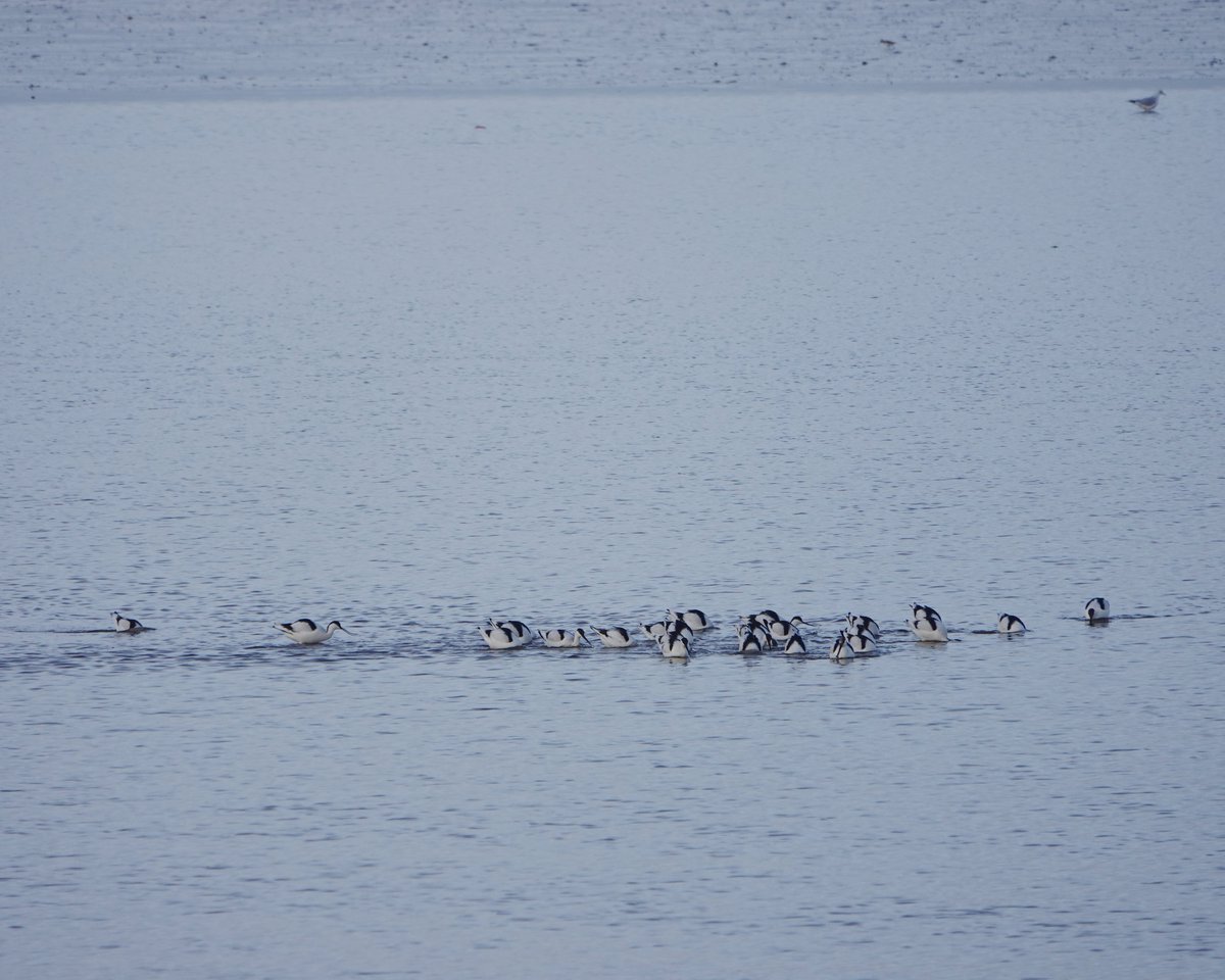 Dave Boult tweet media