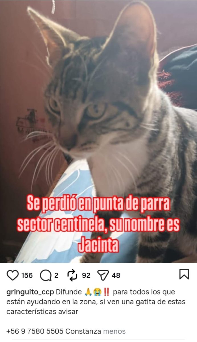 Jacinta aún está perdida🐱😢 Se extravió en los incendios en Punta de Parra, sector Centinela.  Cualquier información, comunicarse con el número que aparece en la publicación. Favor ayúdanos con un RT #Biobío #Concepcion #Incendioforestalchile #Lirquen