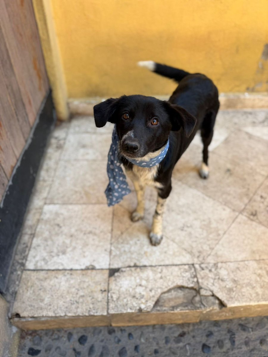 Alina_Gag's tweet image. Tengo manchitas muy simpáticas y soy muy noble y bueno. También me gusta jugar y divertirme.

Tengo mi protocolo médico y me llevo bien con otros perris. 💛

Tengo orejas largas y ojos preciosos.