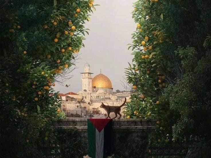 Menavibes_'s tweet image. The beauty of Palestine 🇵🇸