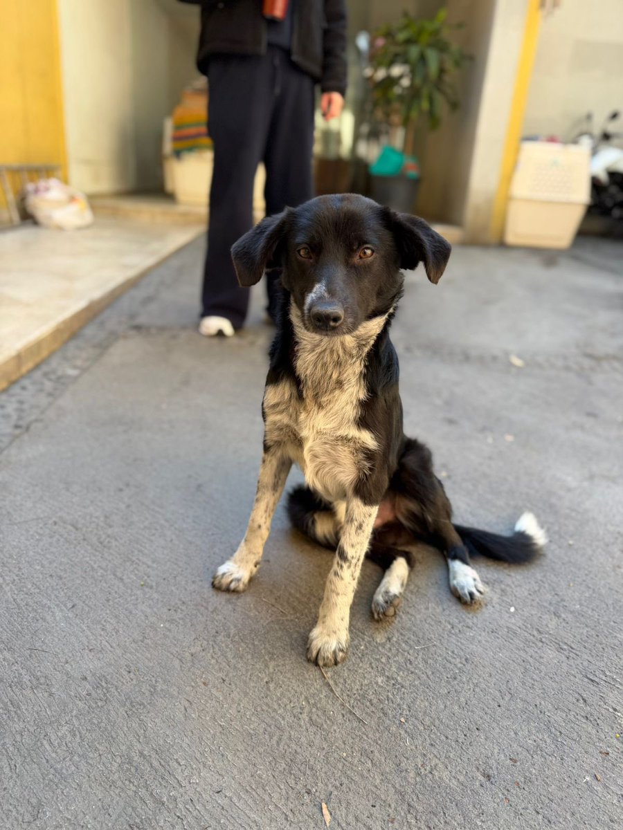 Alina_Gag's tweet image. Me llamo Dingo. Yo también llegué a la basílica el 12 de diciembre. Pero yo no venía de tan lejos. Es que no soy tan grande y no aguanto tanto jeje. También me asusté pero después supe que todo iba a estar bien.

es que nos rescataron rápido.

Y la verdad estoy súper contento.