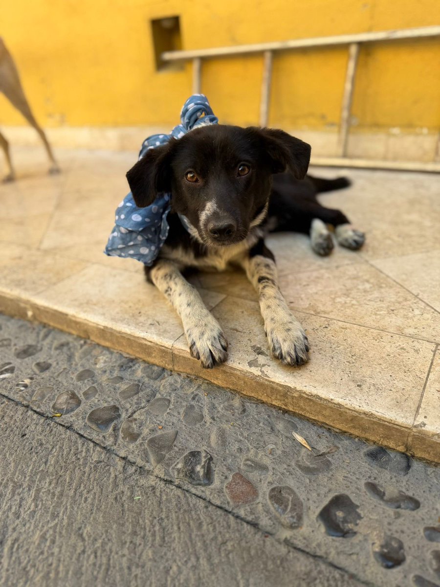 Alina_Gag's tweet image. Es que mi vida de antes no me gustaba tanto. Aquí me siento cuidado.

No solo eso, aquí tengo la oportunidad de encontrar una familia. Eso me han dicho 🥹.

Les cuento de mí por si ustedes podrían ser? Soy macho. Tengo alrededor de un año. Soy talla medianita. Como 14 kilos.