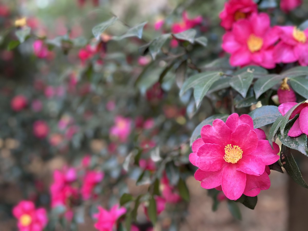 椿さま おはようございます😃 椿です🤩 見事に満開🌺🌺🌺 美しいなぁ
