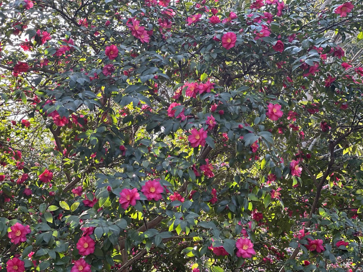 おはようございます😃 椿です🤩 見事に満開🌺🌺🌺 美しいなぁ