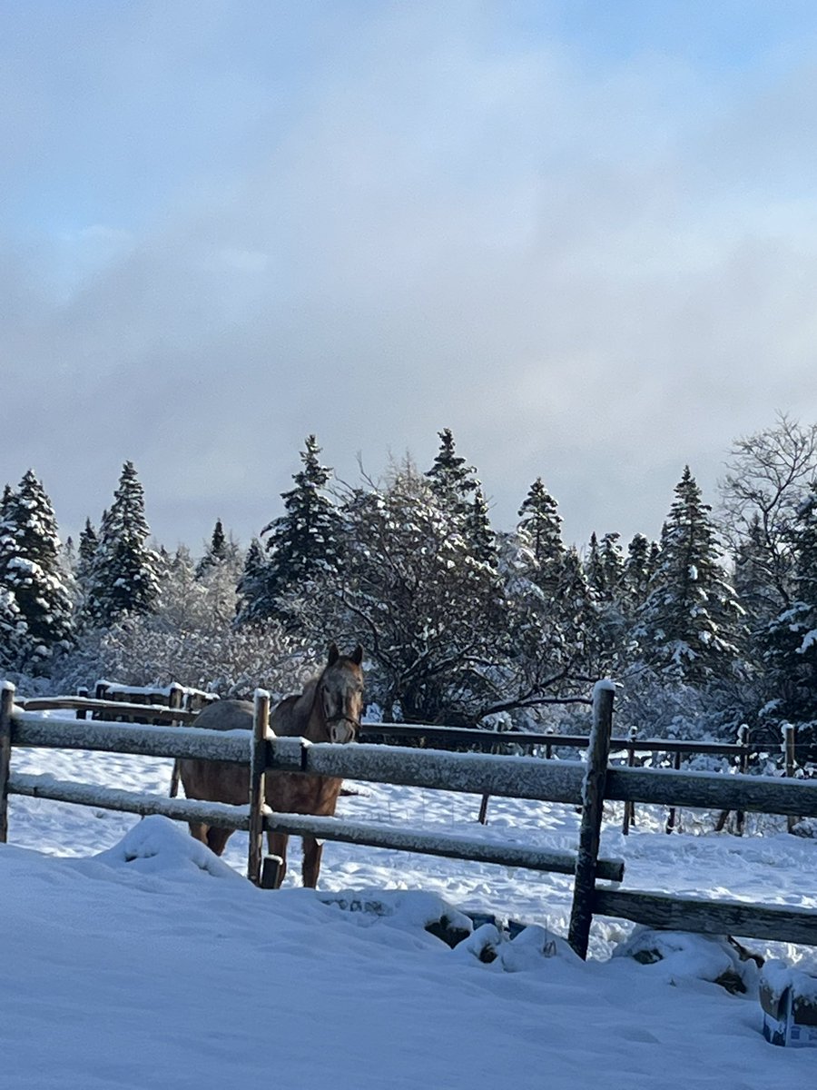Beautiful snowy morning. ❄️