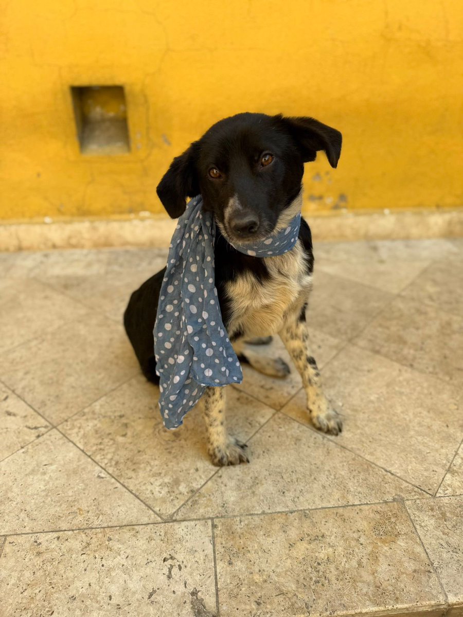 Alina_Gag's tweet image. Si tú quieres ser mi familia podrías mandarle un mensajito a @lorena_becerra 🥰

Estamos en la Ciudad de México 🌞