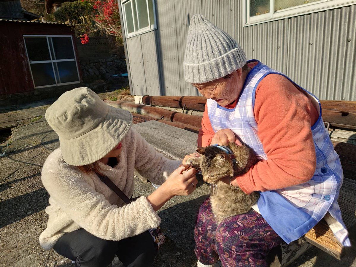青島猫を支援する会-青島・島民15人猫100匹以上の島- tweet media