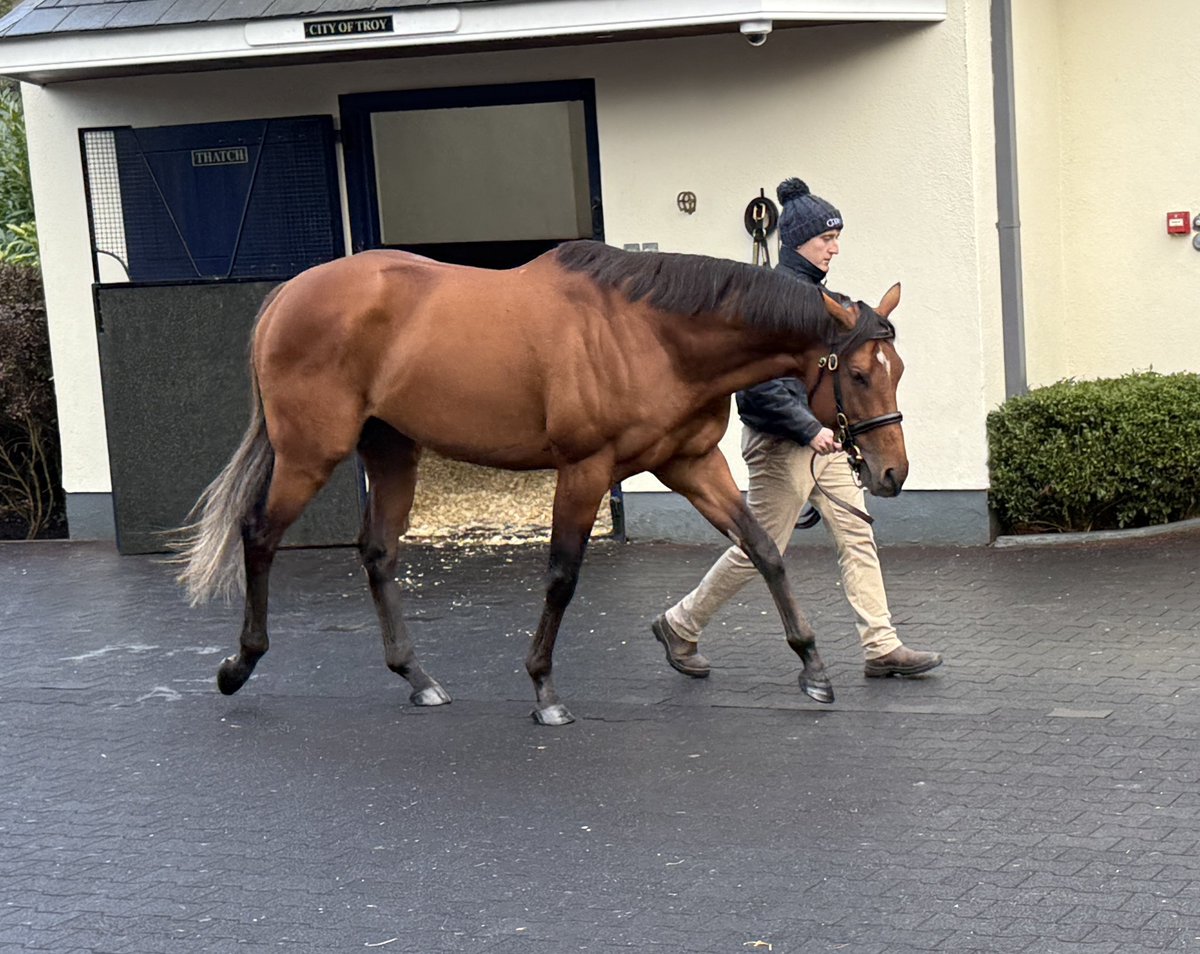 Mel Smith Bloodstock tweet media