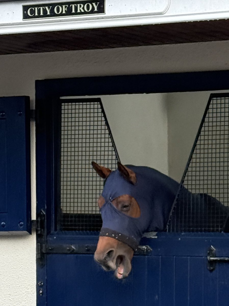 Mel Smith Bloodstock tweet media