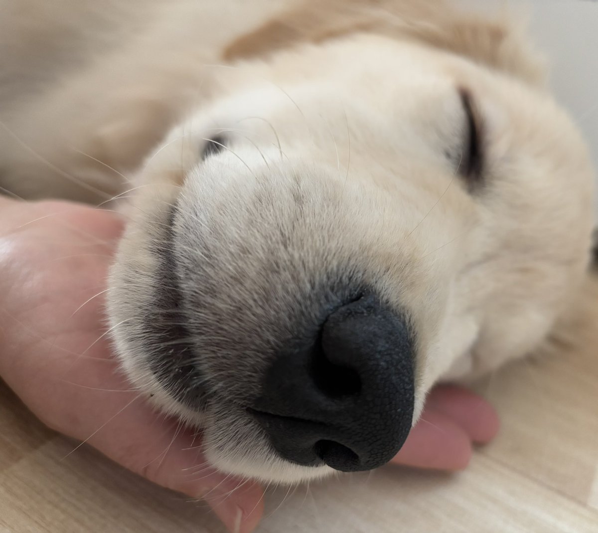 ルクレール🐾ゴールデンレトリバー tweet media